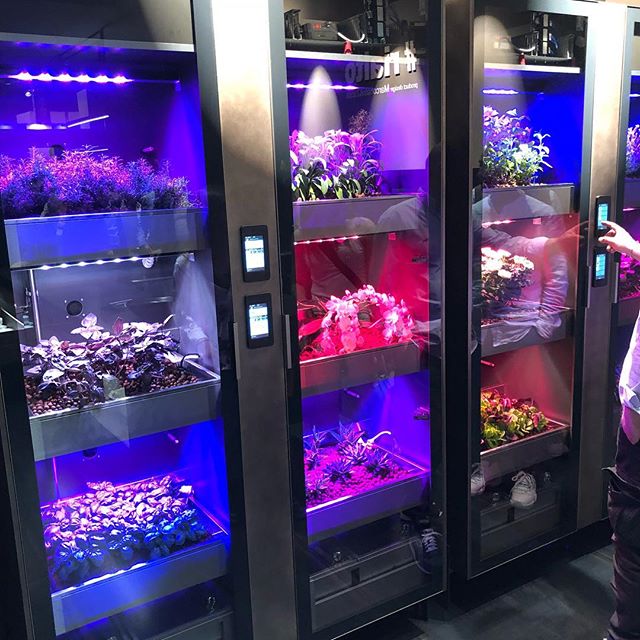 Grow you own vegetable at home